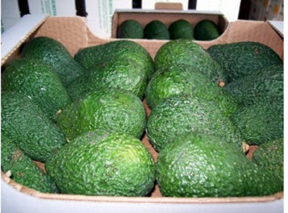 Hass Avocados from Kenya Cheap Sale Lowest Pice