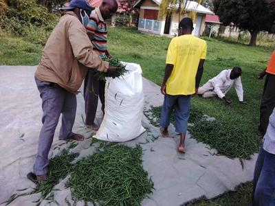 Green Chillies from Uganda Sale Discount