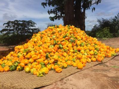 Habanero from Tanzania Cheap Factory Outlet