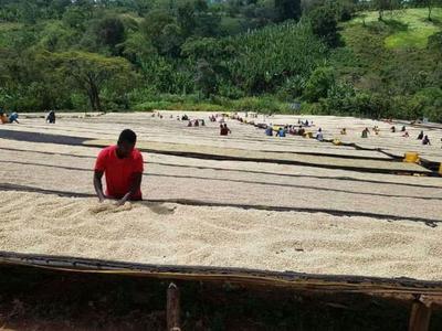 Guji Coffee from Ethiopia Quality Original