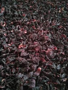 Hibiscus Flowers from Uganda Best Place