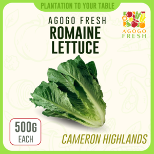 Romaine Lettuce Best Wholesale Cheap Pice