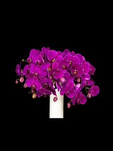 Cut Purple Phalaenopisis. Outlet Where Can You Find