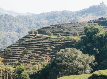 Lake Forest Premium Green Oolong Pre Order Online