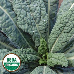 Kale, Lacinato (organic) Free Shipping Looking For