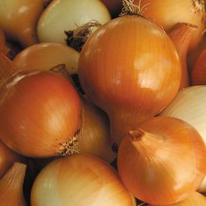 Onion, Yellow of Parma Top Quality For Sale