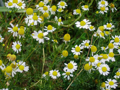 Chamomile German Buy Cheap From China
