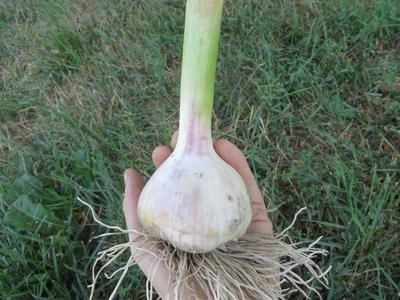 Garlic, Purple Glazer (Pre-order, ships late August 2024) Comfortable Cheap Pice