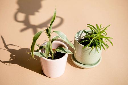 6 Month - Plants Subscription With Mastercard Cheap Online