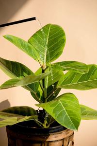 12 Month - Plants Subscription Perfect Cheap Online
