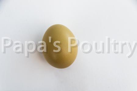 Olive Egger- Hatching Egg (available now) Outlet For Sale