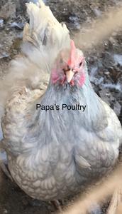 Orpington- Isabel Laced hatching eggs (available now) Clearance Free Shipping