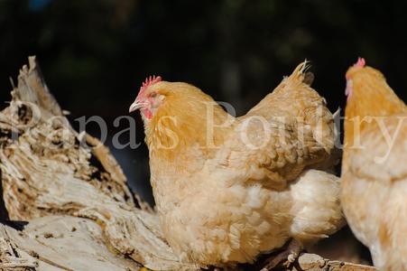 Orpington- Lemon Cuckoo Hatching Egg (available now) Browse For Sale