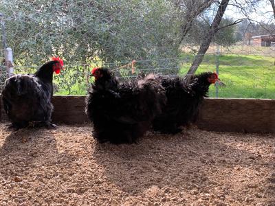 Bantam- variety Cochin Hatching Egg (available now) Clearance Online Fake