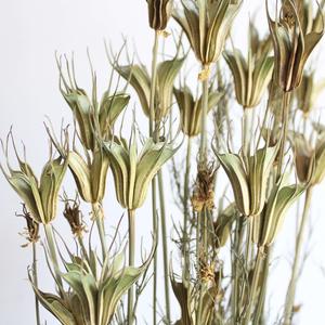 Dried Nigella Orientalis For Cheap