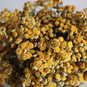 Dried Tansy Enjoy Cheap Online