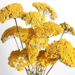 Dried Yarrow Discount Nicekicks