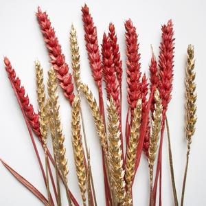 Dyed Rye Wheat Online Cheap Online