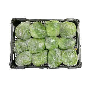 Iceberg Lettuce 6Kg Pices Cheap Online