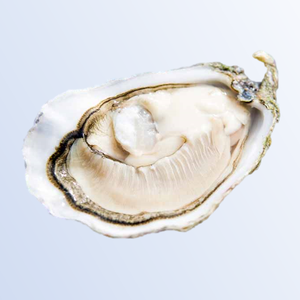 Live Irish Oyster (Per Dozen) Clearance Genuine