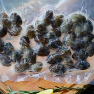 Flower Clam Discount Pices