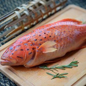 Fresh Red Grouper Outlet Cheap Authentic