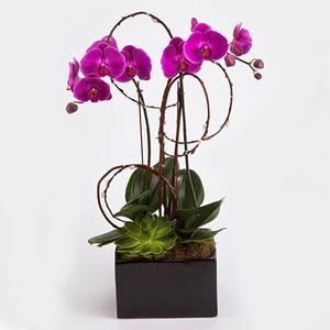 Double Orchid Plant - Hot Pink Free Shipping Sale Online