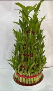 5 lyer birthday cake lucky bamboo (pot not included) Low Cost Cheap Online