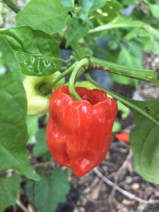 Aji Chombo - Seeds Genuine Cheap Pice