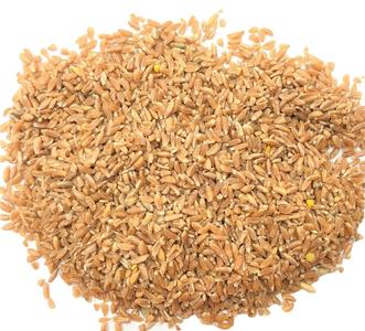 Spelt, Hajar Sale Enjoy