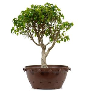 Ficus Too Little Pre Bonsai 10 Outlet Best Place