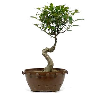 Ficus Retusa Compacta 1 Clearance Amazon