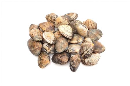 Frozen Asari Clam/Flower Clam (Short neck clam) 500gm/pkt Fake Cheap Online