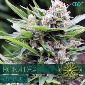 Vision seeds Bona Dea - CBD Browse For Sale