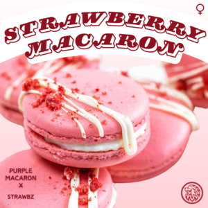 STRAWBERRY MACARON (FEM) Very Cheap