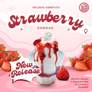 STRAWBERRY SUNDAE (FEM) Cheap Lowest Pice