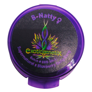 BLUEBERRY BANG BANG FREEBIES Buy Cheap Best Place