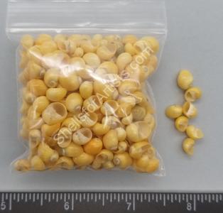 Large, Glossy Yellow Mongo Snails - 4mm to 9mm - 200pcs Free Shipping Release Dates