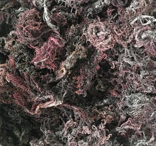 Wholesale Purple Sea Moss | Irish Moss | Wildcrafted Cheap Sale Best Store To Get