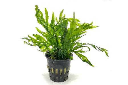 African Water Fern / Bolbitis Heudelotii 2025 Cheap Online