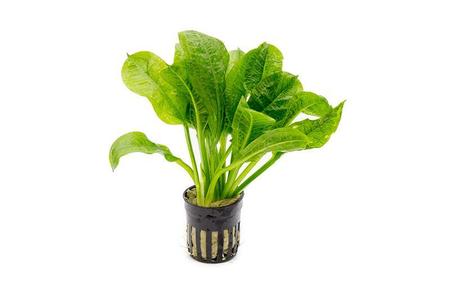 Echinodorus Parviflorus Cheap Sale Many Kinds Of