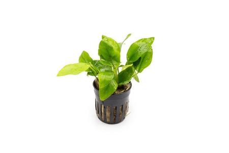 Anubias Nana Golden Visit New Online