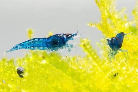 Blue Dream Shrimp Cheapest Pice