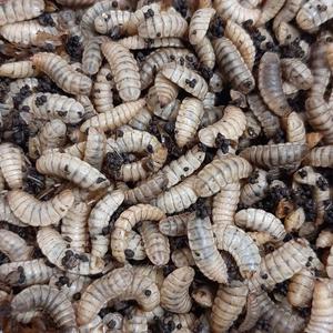 Live Black Soldier Fly Larvae - "EXTREME Worms" Online Online Cheap Online