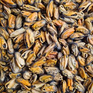 NZ Green Lipped Mussels 100g Manchester Great Sale Online