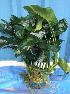 Anubias Barteri (Super Large) Footlocker Finishline For Sale