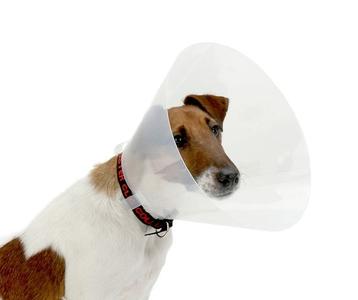 Elizabethan Cone Collar 7.5cm Cheap Best