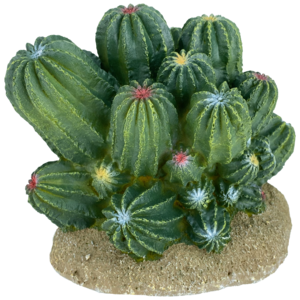 Barrel Cactus Clearance 100% Guaranteed