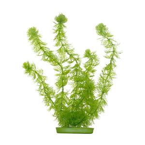 Aquascaper Hornwort 5 inch Outlet Cheap Authentic