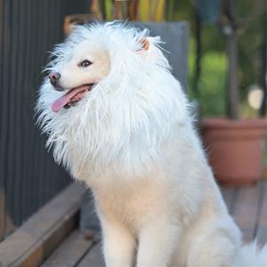 Onmygogo Lion Mane Wig for Dogs with Ears, Funny Pet Costumes for Halloween Christmas (Size L, White) Buy Cheap Fake